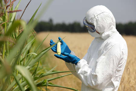 scientist examining immature corn cob on fieldの写真素材