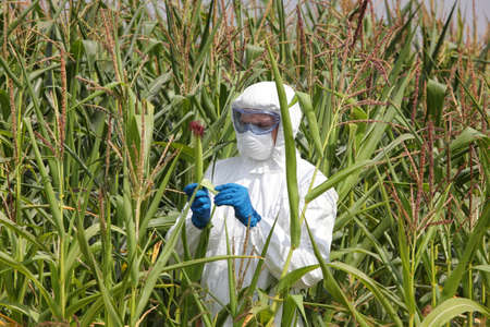 gmo - profesional in coveralls examining corn cob on field