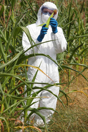 specialist  examining corn cob on field