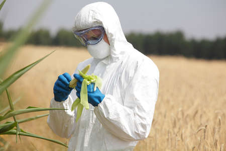 professional in uniform goggles,mask and gloves examining corn cob on fieldの写真素材