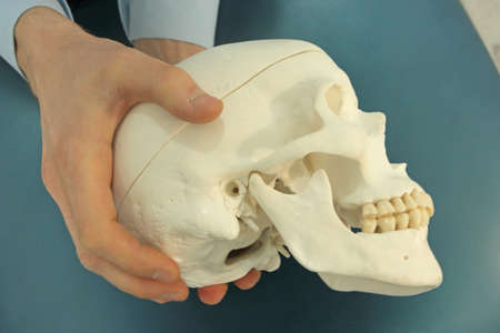 Hands holding model of human skull