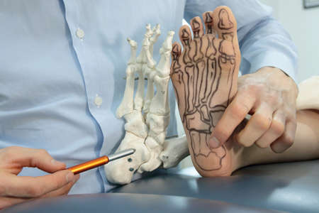 anatomy lesson -presentation of human foot with drawing of bones on the skin, and model of foot - comparisonの写真素材