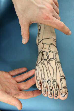 presentation of human foot with drawing of bones on the skin