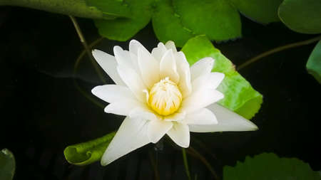 White lotusの素材