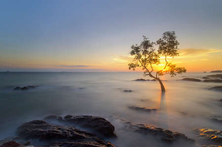 lonely tree sceneryの写真素材