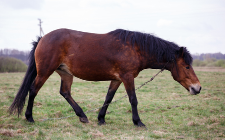brown horse on pastureの写真素材