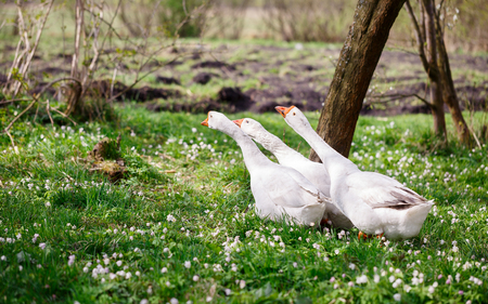 Three white geese walking in a spring gardenの写真素材