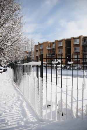 Snow Treesの写真素材