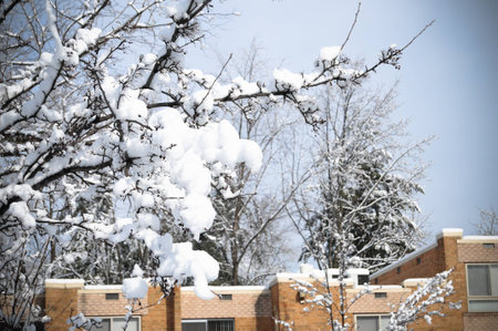 Snow Treesの写真素材