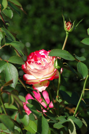 Rose flowerの写真素材