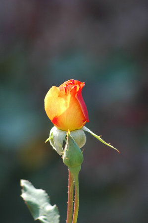 Rose flowerの写真素材