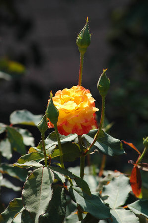 Rose flowerの写真素材