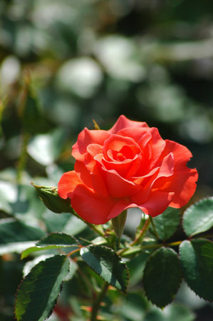 Rose flowerの写真素材