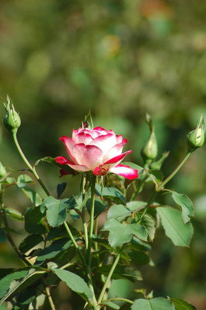 Rose flowerの写真素材