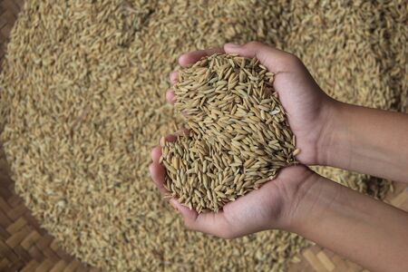raw rice seeds in the palm of your handの写真素材
