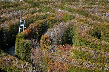 garden labyrinthの写真素材