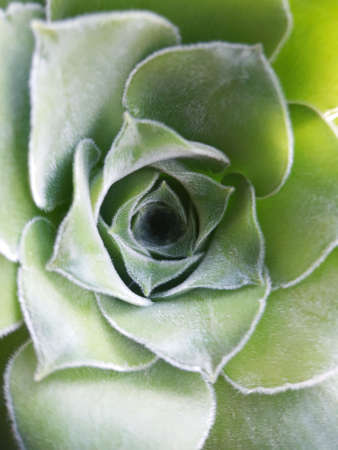 Spring green leaf close up. Leaf texture. Macro nature.の写真素材