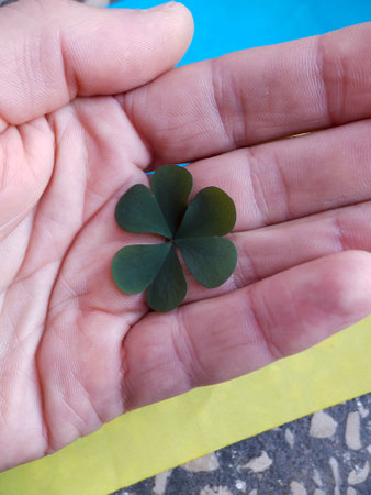Green clover leaf in hand against the background of the Ukrainian flag.の写真素材