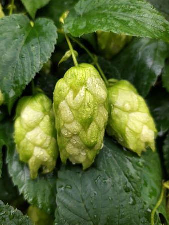 Bright green hop cones after a summer rain.