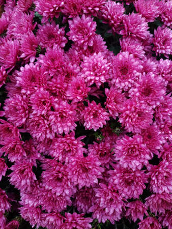 Chrysanthemum garden after autumn rain close-up.