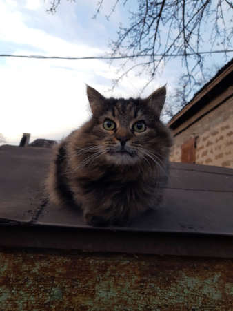 Yard cat named Murchik on the roof of a car garage.の写真素材