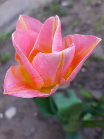 Colorful tulip flower close up on gray background.の写真素材