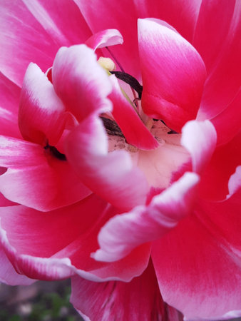Colorful tulip flower close up on gray background.の写真素材