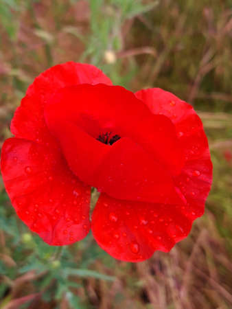 Red field poppy flower after rain against the background of grass close-upの写真素材