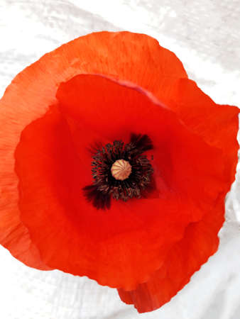 Red field poppy flower on a white-gray background close-up.の写真素材
