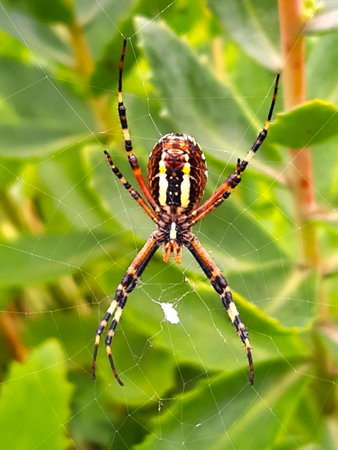 Wasp spider in the web against the background of green leaves close-up.の写真素材