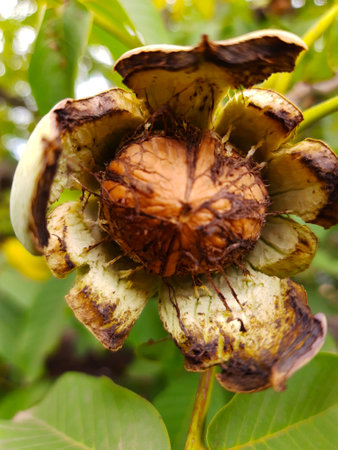 Walnut in an opened green shell on a tree close-up.の写真素材