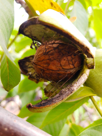 Walnut in an opened green shell on a tree close-up.