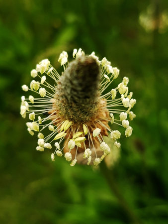 Plantain flower on a background of greenery close-up.の写真素材