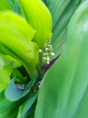 <p>Delicate white lily of the valley flower on a background of leaves close-up.</p>の写真素材