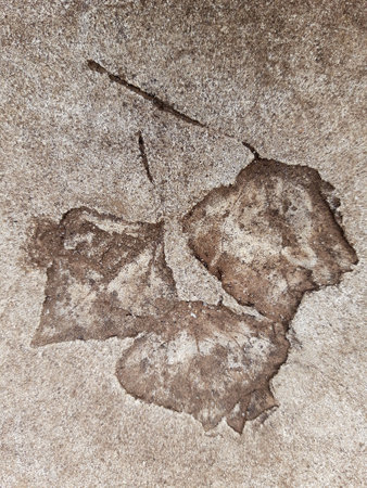 The imprint of a fallen autumn leaf on concrete close-up.の写真素材