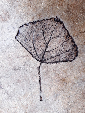 The imprint of a fallen autumn leaf on concrete close-up.の写真素材