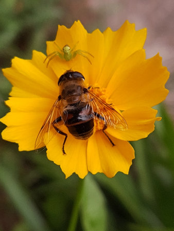 A meeting of an ilnitsa and a spider on a yellow coreopsis flower close-up.の写真素材