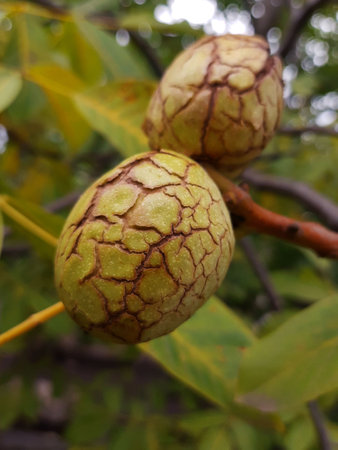 Walnut in an opened green shell on a tree close up.