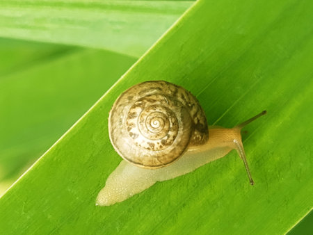 Snail on a leaf of cockerel flower after rain close up.の写真素材