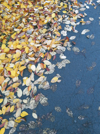 Autumn fallen yellow leaves on the ground in the park close-up. yellow leaves. Autumn leaves on the...