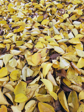 Autumn fallen yellow leaves on the ground in the park close-up. yellow leaves. Autumn leaves on the...