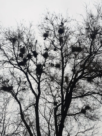 On a spring day, crows build their nests on a tall tree in the park. Crow's nest on a tree.の写真素材