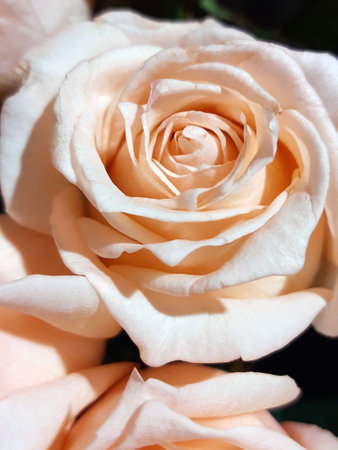 Beige rose bud on a brown background close-up. rosebud.の写真素材