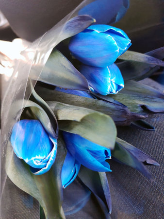 Colorful flowers of blue tulips close-up on a gray background.Blue tulips.の写真素材