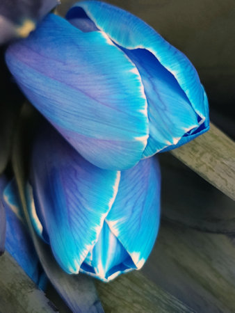 Colorful flowers of blue tulips close-up on a gray background.Blue tulips.の写真素材