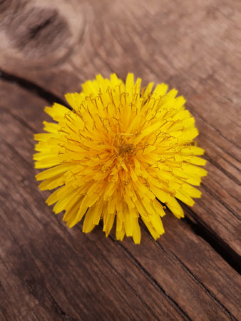 Yellow dandelion flower on a wooden stump in early spring in the park close-up.Dandelion.の写真素材