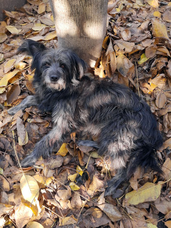 Black shaggy yard dog on yellow autumn leaves. Hairy dog on leaves.の写真素材