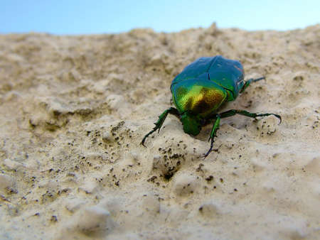 Green metalic cetonia aurata on the rockの写真素材