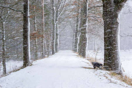 Winter landscape at snowstorm, forest covered at snow with hide dogsの写真素材