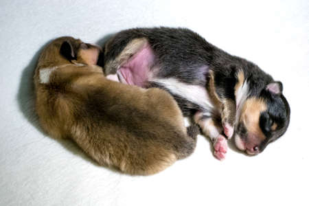 Two beautiful fresh sheltie puppys lying on white background. Gold and black puppy.